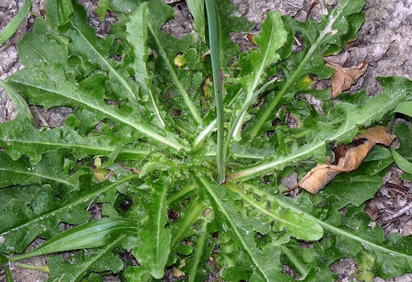 {Hypochaeris radicata}